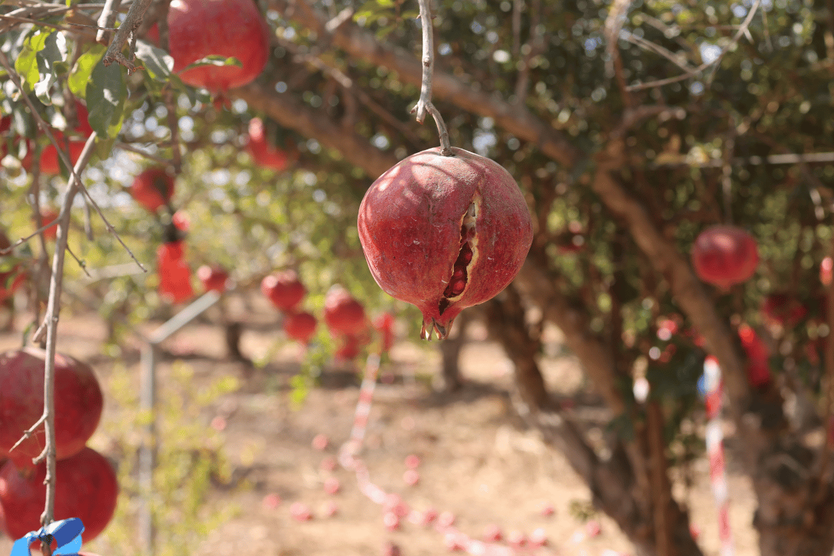 Pomegranate fruit affected by cracking.png
